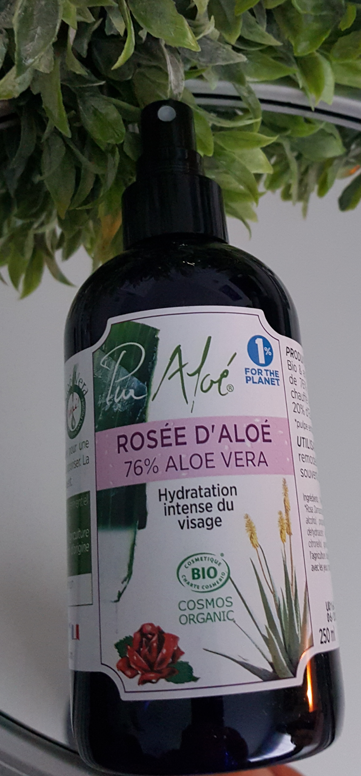 Rosée d'aloé